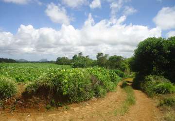  Property for Sale - Agricultural Land - curepipe  