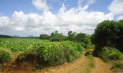  Property for Sale - Agricultural Land - curepipe  