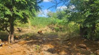 Land for sale in Tamarin